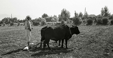 耙による整地作業