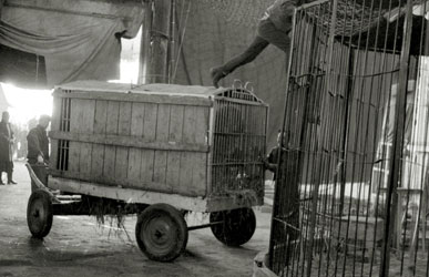 キグレサーカス 1958