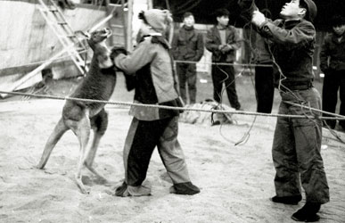 キグレサーカス 1958