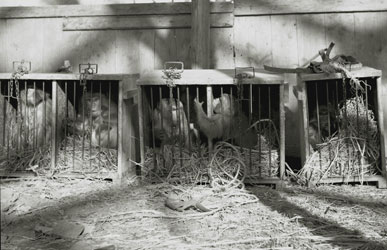 オリエンタルサーカス 1958年