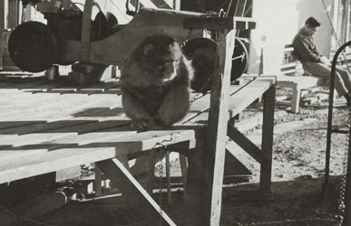 オリエンタルサーカス 1958年