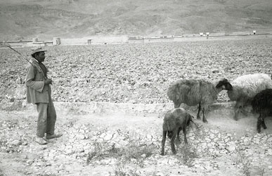 羊を追う老人