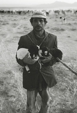 放牧中に生まれた赤子