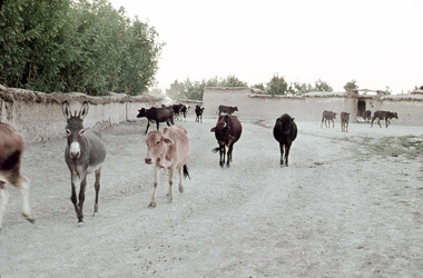 放牧を終え村の広場に戻った家畜の画像
