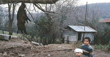 郊外の村　猪が吊るされている