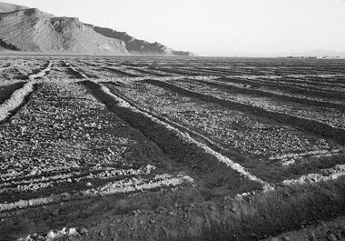 畦が立てられた耕地　