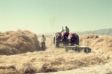 トラクターによる脱粒　