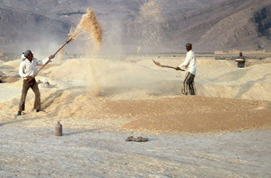 風選による小麦の選別