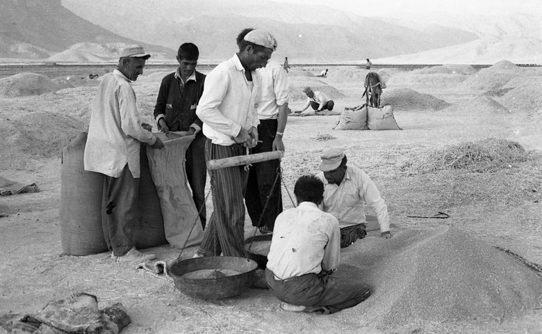 シェリーキ〉4人による小麦の分配