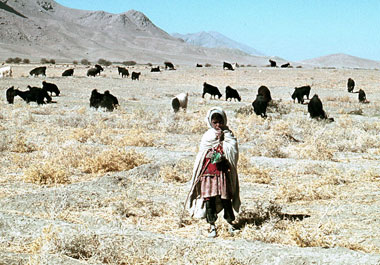 小麦の刈跡地（放牧場として開放されている）