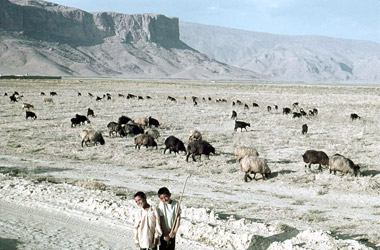 羊やヤギの放牧をする子どもの画像