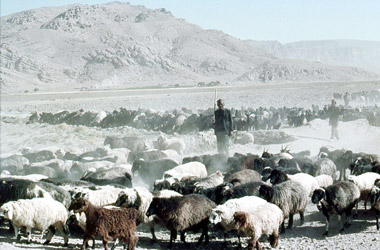 羊とヤギを移動させる遊牧民の画像